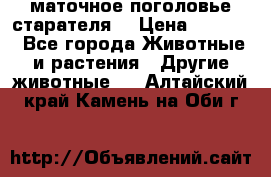 маточное поголовье старателя  › Цена ­ 2 300 - Все города Животные и растения » Другие животные   . Алтайский край,Камень-на-Оби г.